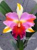 Rlc. Amazing Thailand Rainbow